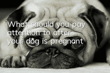 What should you pay attention to after your dog is pregnant?