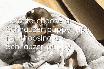How to choose a Schnauzer puppy? Tips for choosing a Schnauzer puppy!