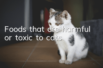 Foods that are harmful or toxic to cats
